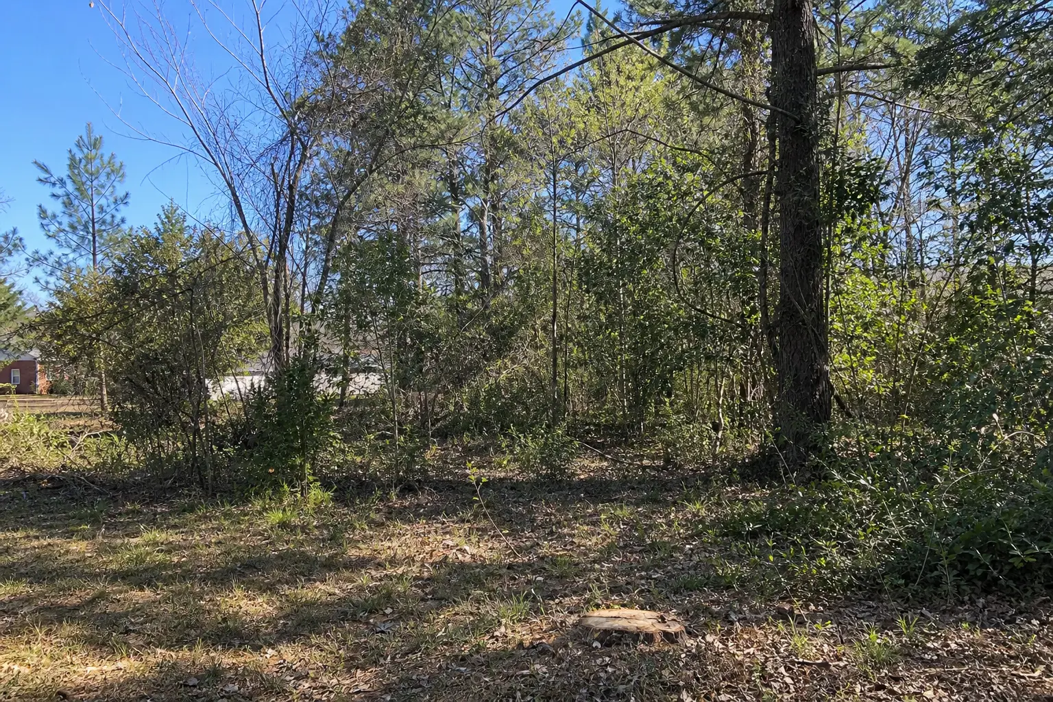 Overgrown Eastern North Carolina property before forestry mulching